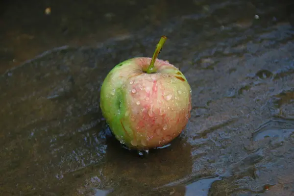 Маленькие Зелено Красные Яблоки Земле После Дождя — стоковое фото