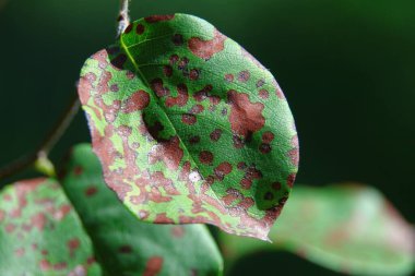 Yeşil-sarı kiraz ve elma yapraklarının yakın plan çekimi.
