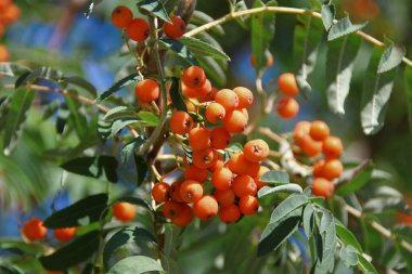 Ağustosta parlak kırmızı güzel kızılcık üzümleri