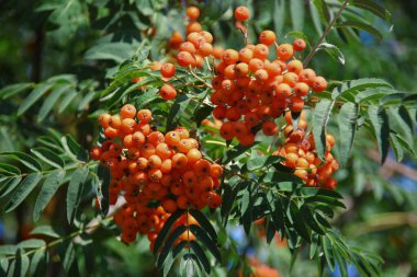 Ağustosta parlak kırmızı güzel kızılcık üzümleri