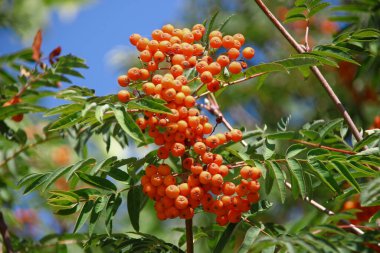Ağustosta parlak kırmızı güzel kızılcık üzümleri