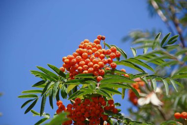 Ağustosta parlak kırmızı güzel kızılcık üzümleri