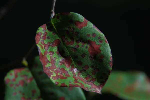 緑黄色の桜とリンゴの葉のクローズアップショット — ストック写真