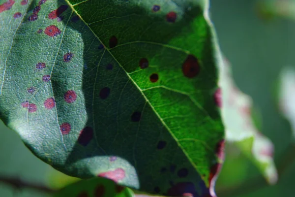 Primer Plano Hojas Cereza Manzana Verde Amarilla — Foto de Stock