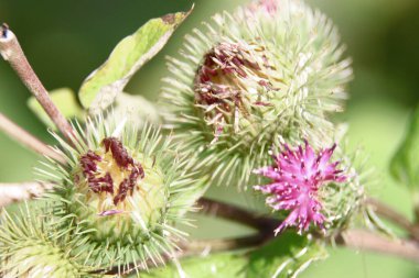 Yolun yakınındaki bir tarlada yeşil dulavrat otu.