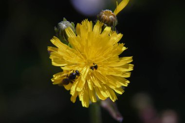 Little yellow wild flower in August