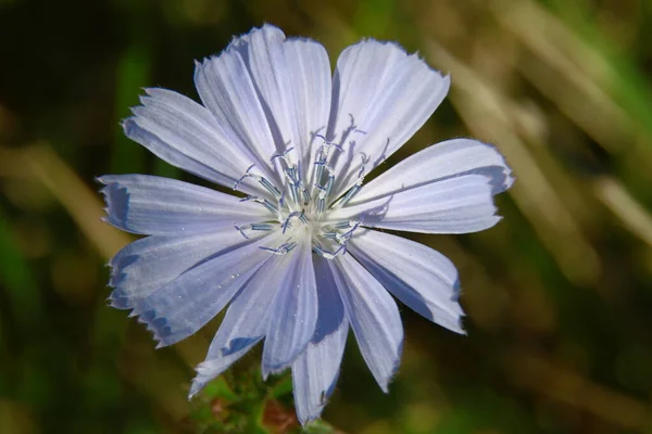 Kleine Blauviolette Blume Auf Dem Feld — Stockfoto
