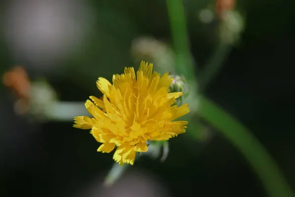 Little Yellow Wild Flower August — Zdjęcie stockowe