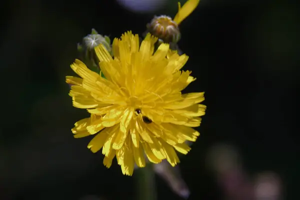 Kleine Gelbe Wildblume August — Stockfoto