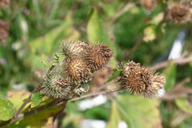 Yellow color of thistles in August