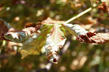 Yellow old chestnut leaves in August in the park
