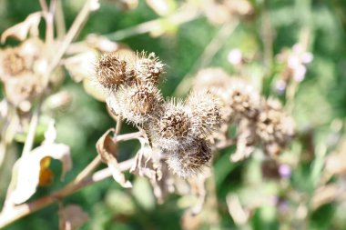 Yellow color of thistles in August