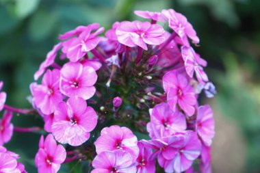 Ağustosta bahçesinde taç yaprakları olan küçük pembe çiçekler