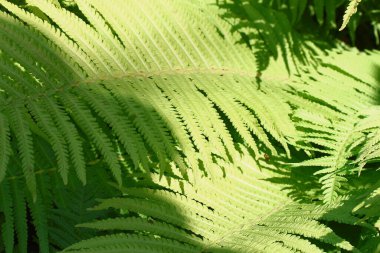 Ağustosta bahçede yeşil yapraklar