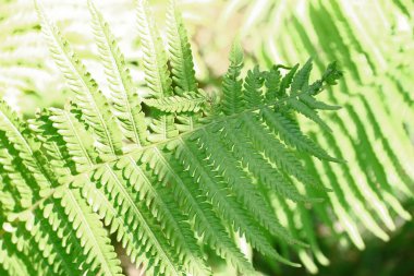 Ağustosta bahçede yeşil yapraklar