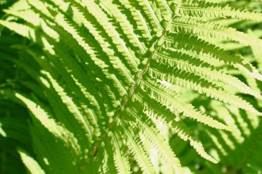 Ağustosta bahçede yeşil yapraklar