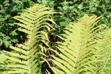 Ağustosta bahçede yeşil yapraklar