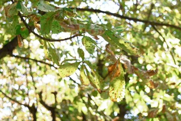 Gelbe Alte Kastanienblätter August Park — Stockfoto