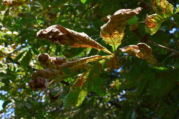 Yellow Old Chestnut Leaves August Park — Photo