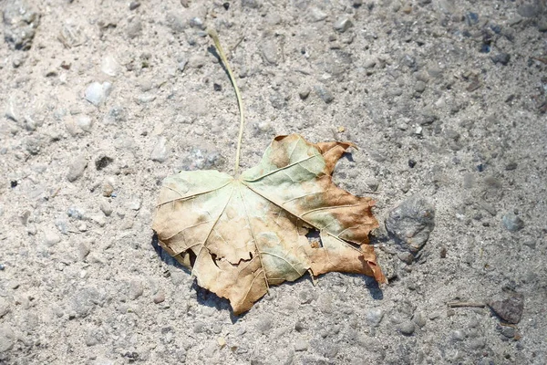 Yellow Old Chestnut Leaves August Park — Stock Photo, Image