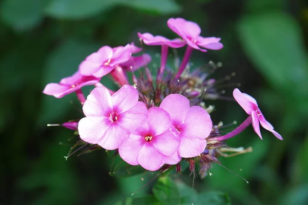 花园里开满花瓣的粉色小花 — 图库照片