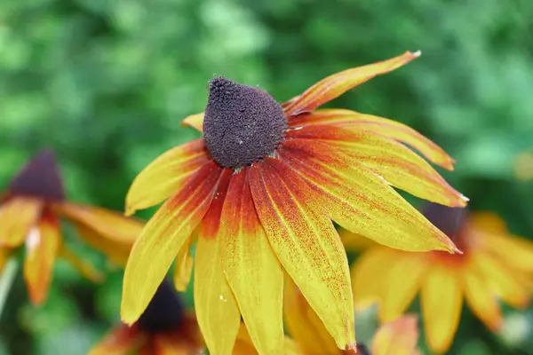 Yellow Black Flowers Petals Garden August — Foto de Stock