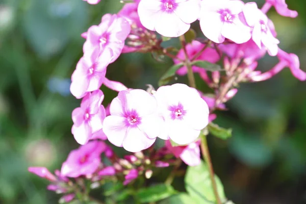 Kleine Roze Bloemen Met Bloemblaadjes Tuin Augustus — Stockfoto