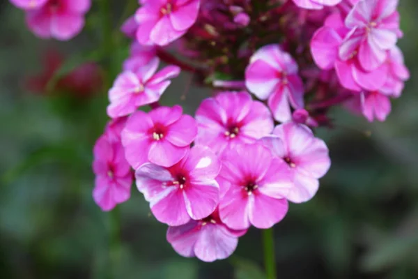 Pequeñas Flores Rosadas Con Pétalos Jardín Agosto — Foto de Stock