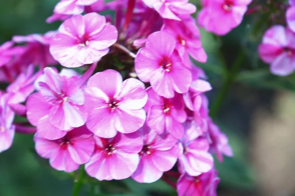 Petites Fleurs Roses Avec Pétales Dans Jardin Août — Photo