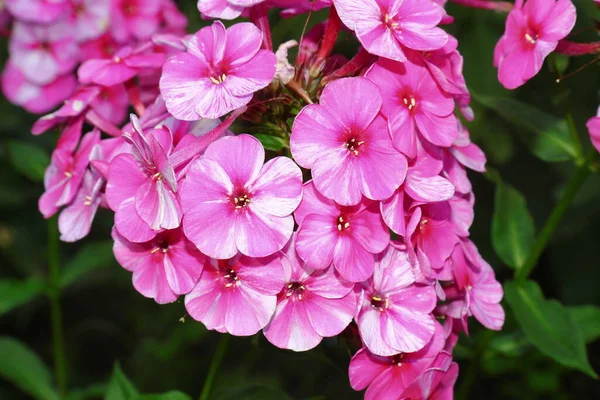 Pequeñas Flores Rosadas Con Pétalos Jardín Agosto — Foto de Stock
