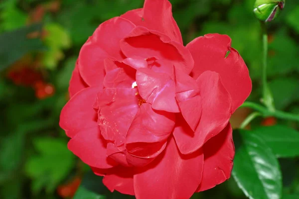 Beautiful Red Rose Flower Garden August — Foto de Stock