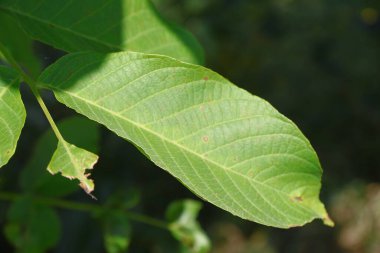 Ağustos 'ta yeşil yapraklar ve güneş ışıkları
