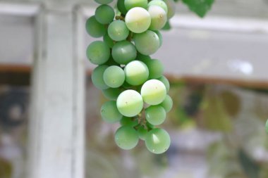 Green bunches and grapes in August