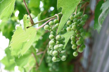 Green bunches and grapes in August