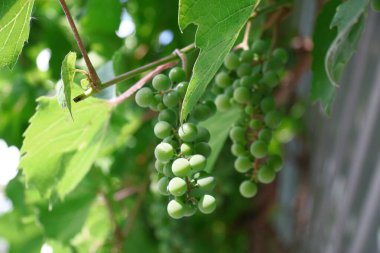Green bunches and grapes in August