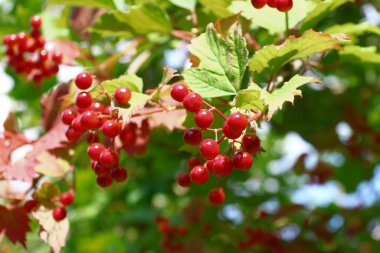 Red bunches with viburnum berries on the bush