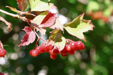 Red bunches with viburnum berries on the bush