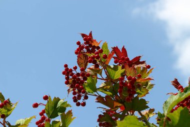 Red bunches with viburnum berries on the bush