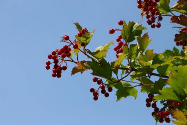 Red bunches with viburnum berries on the bush