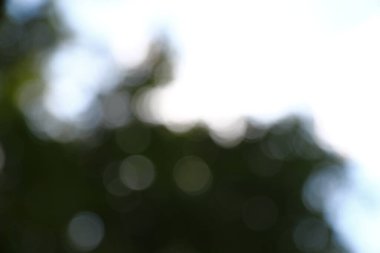 Orman arka planında güneş ışınları var