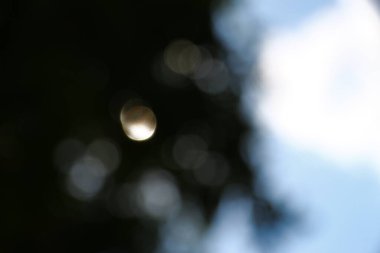 Orman arka planında güneş ışınları var