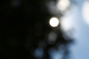 Orman arka planında güneş ışınları var