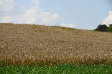 Ağustosta tahılların toplanacağı bir buğday tarlası.