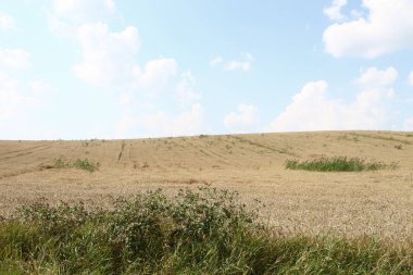 Ağustosta tahılların toplanacağı bir buğday tarlası.