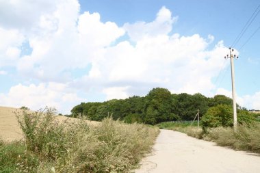 Ağustosta tahılların toplanacağı bir buğday tarlası.