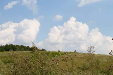 Ağustosta tahılların toplanacağı bir buğday tarlası.
