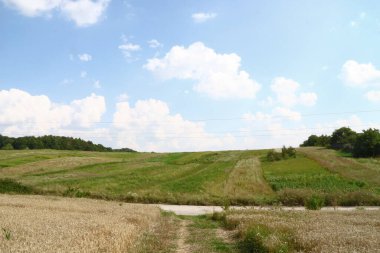 Ağustosta tahılların toplanacağı bir buğday tarlası.