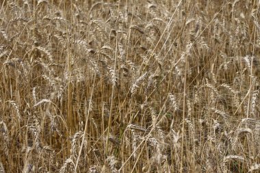 Ağustosta tahılların toplanacağı bir buğday tarlası.