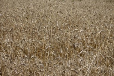 Ağustosta tahılların toplanacağı bir buğday tarlası.