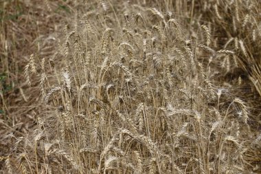 Ağustosta tahılların toplanacağı bir buğday tarlası.